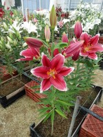 [4481 PO69 OR-10-44-2 Metropolitan No01.JPG]